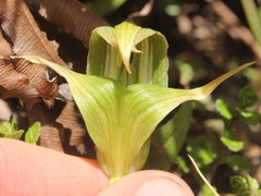 Pterostylis patens