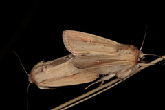 Vietteania torrentium