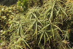Olearia lacunosa