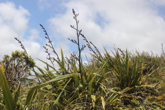 Phormium cookianum