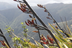 Phormium cookianum
