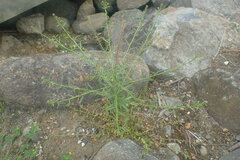 Lepidium africanum