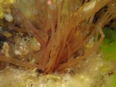 Glaphyrosiphon lindauri