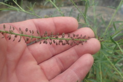 Lepidium africanum