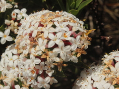 Pimelea gnidia