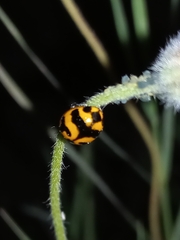 Coccinella transversalis