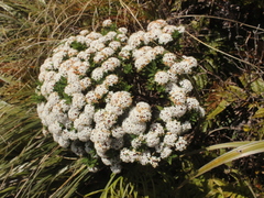 Pimelea gnidia