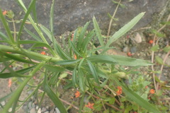 Lepidium africanum