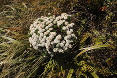 Pimelea gnidia