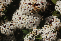 Pimelea gnidia