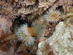 Anthothoe albocincta