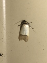 Tachystola stenoptera