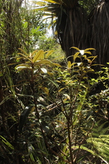 Olearia arborescens × lacunosa