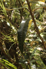 Olearia arborescens × lacunosa