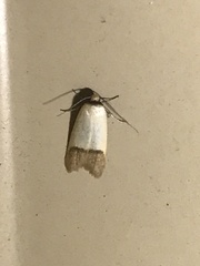 Tachystola stenoptera