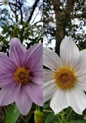 Dahlia imperialis