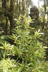 Myrsine salicina