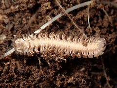 Cryptodesmidae