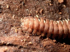 Cryptodesmidae
