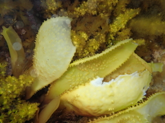 Sarcothalia circumcincta