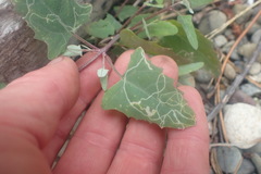 Liriomyza chenopodii