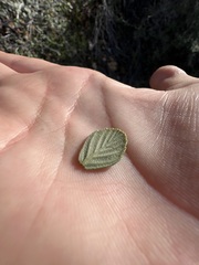 Cercocarpus betuloides