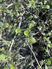 Cercocarpus betuloides