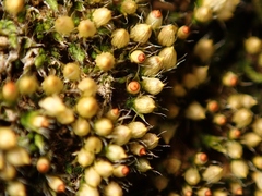 Venturiella sinensis