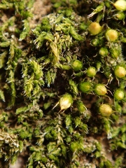 Venturiella sinensis
