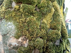 Venturiella sinensis