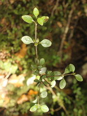 Coprosma colensoi