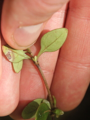 Coprosma colensoi