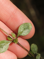 Coprosma colensoi