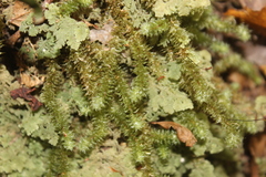 Ptychomnion aciculare