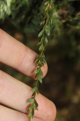 Tmesipteris tannensis