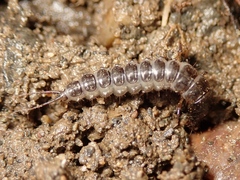 Carabidae