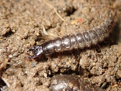 Carabidae