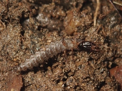 Carabidae