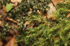 Cryptopodium bartramioides