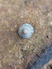 Bembicium auratum