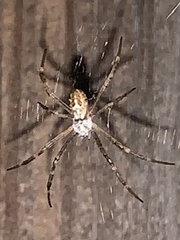 Argiope argentata