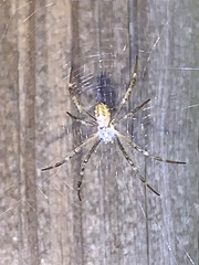 Argiope argentata