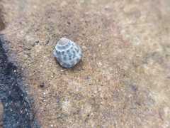 Bembicium auratum