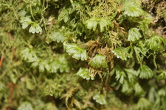 Hymenophyton flabellatum