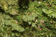 Hymenophyton flabellatum