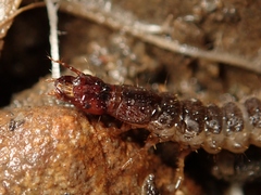 Carabidae