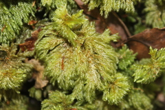 Hypnodendron