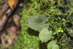 Corybas oblongus