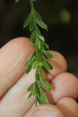 Tmesipteris tannensis