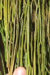 Phlegmariurus billardierei